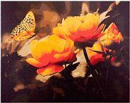 Картина по номерам 40х50 Бабочки и жарки B034